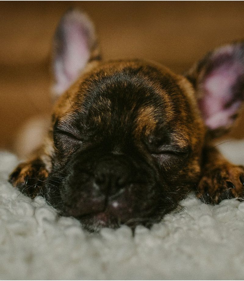 Regina Newborn Puppy Photographer (8)