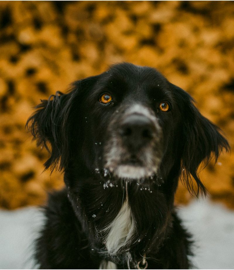 Regina Pet Photographer (10)