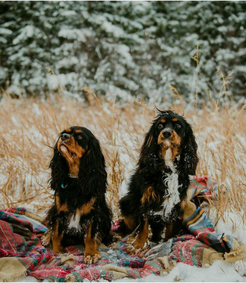 Regina Pet Photographer (11)